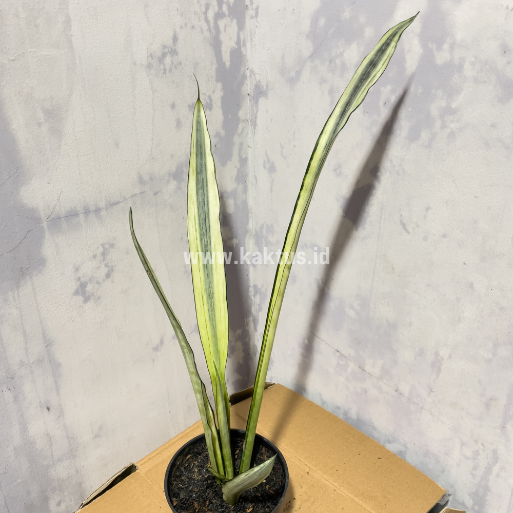 861. Sansevieria Bantel's Sensation Yellow - Image 8