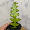 862. Disocactus Angulige / Fish Bone Cactus / Zig Zag Cactus