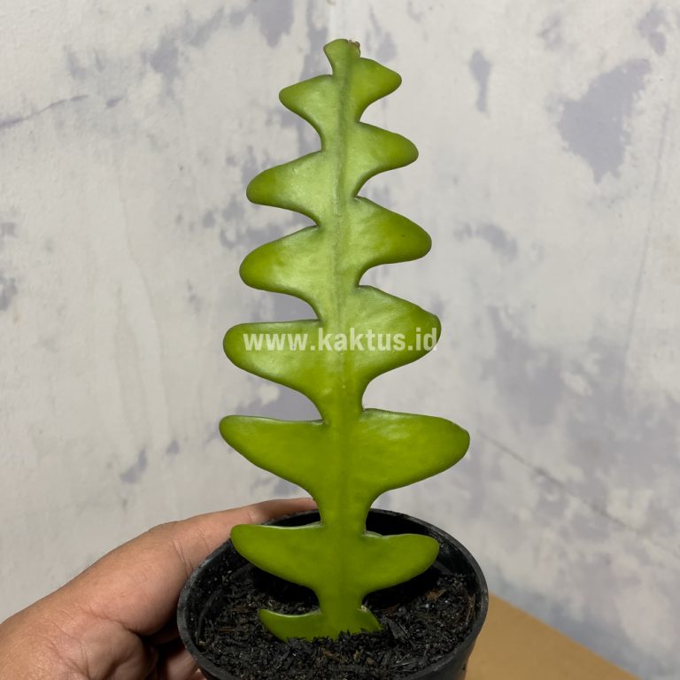 862. Disocactus Angulige / Fish Bone Cactus / Zig Zag Cactus
