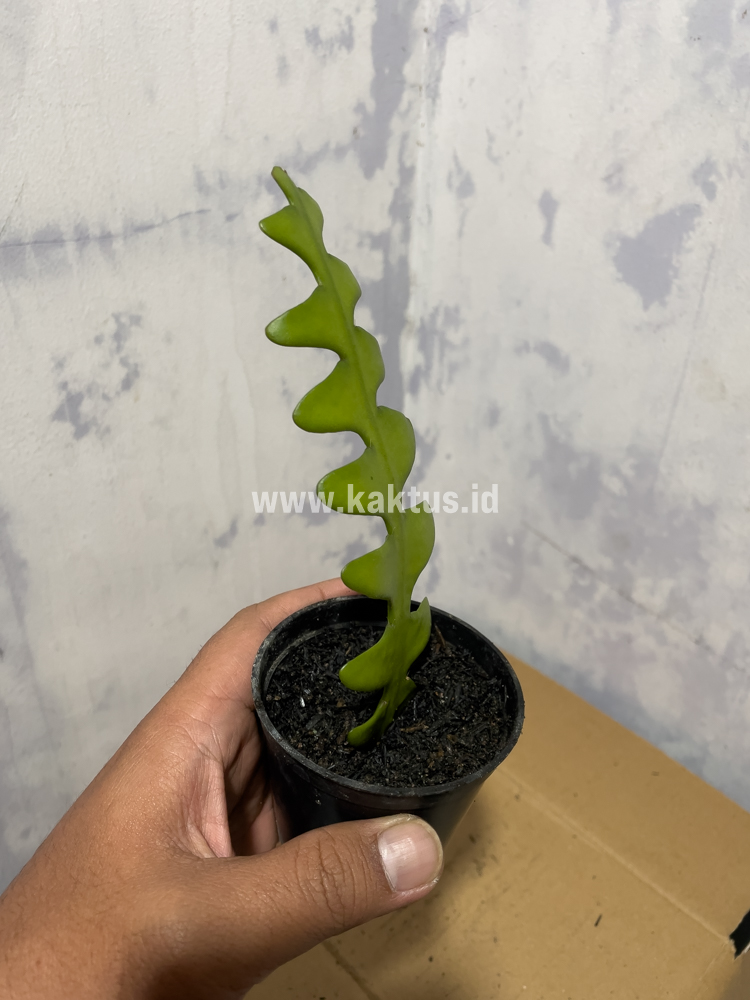 862. Disocactus Angulige / Fish Bone Cactus / Zig Zag Cactus - Image 4