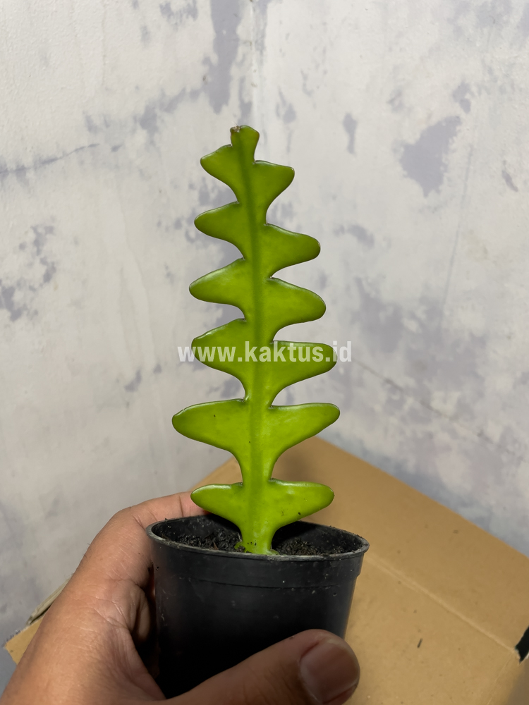862. Disocactus Angulige / Fish Bone Cactus / Zig Zag Cactus - Image 5