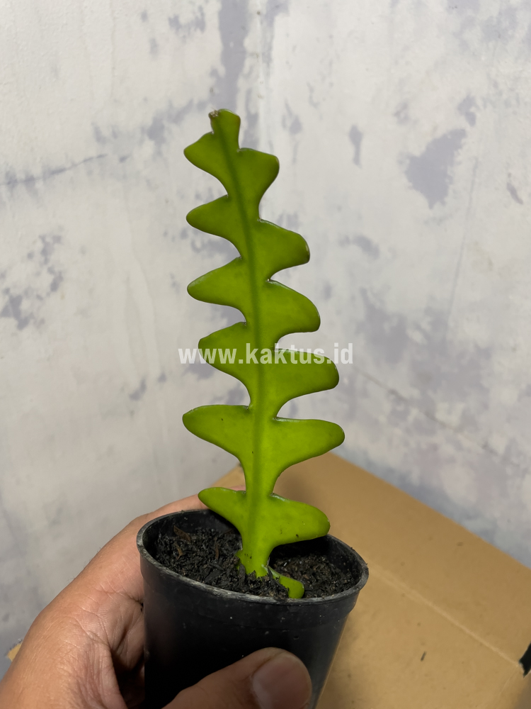 862. Disocactus Angulige / Fish Bone Cactus / Zig Zag Cactus - Image 6