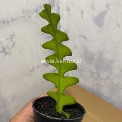 Alternative view of 862. Disocactus Angulige / Fish Bone Cactus / Zig Zag Cactus