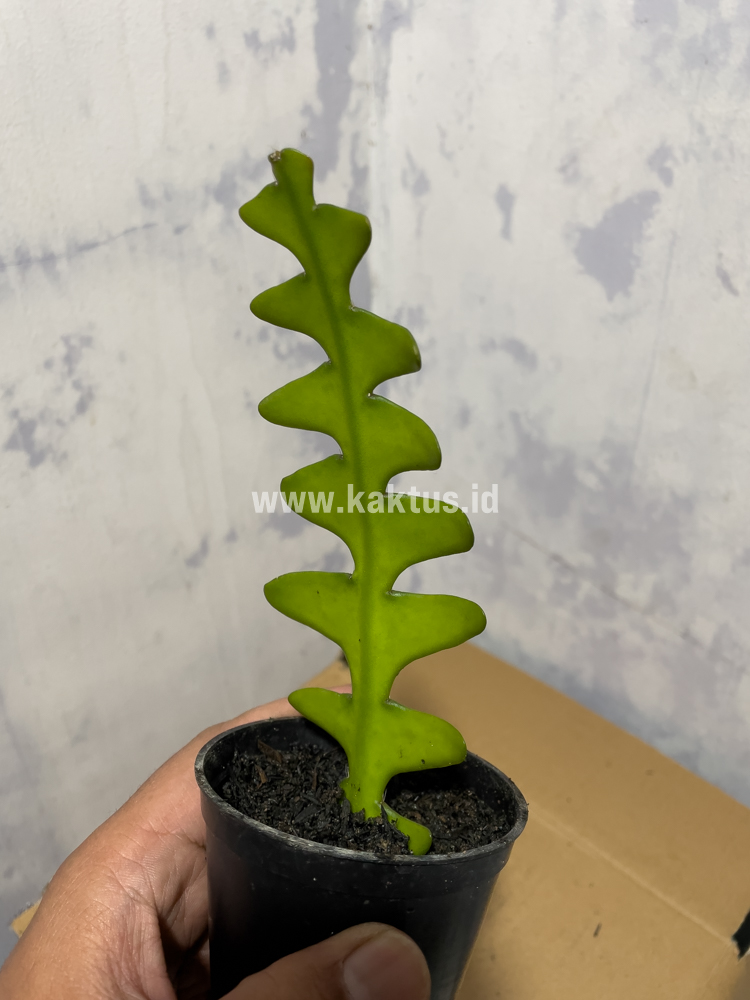 862. Disocactus Angulige / Fish Bone Cactus / Zig Zag Cactus - Image 2
