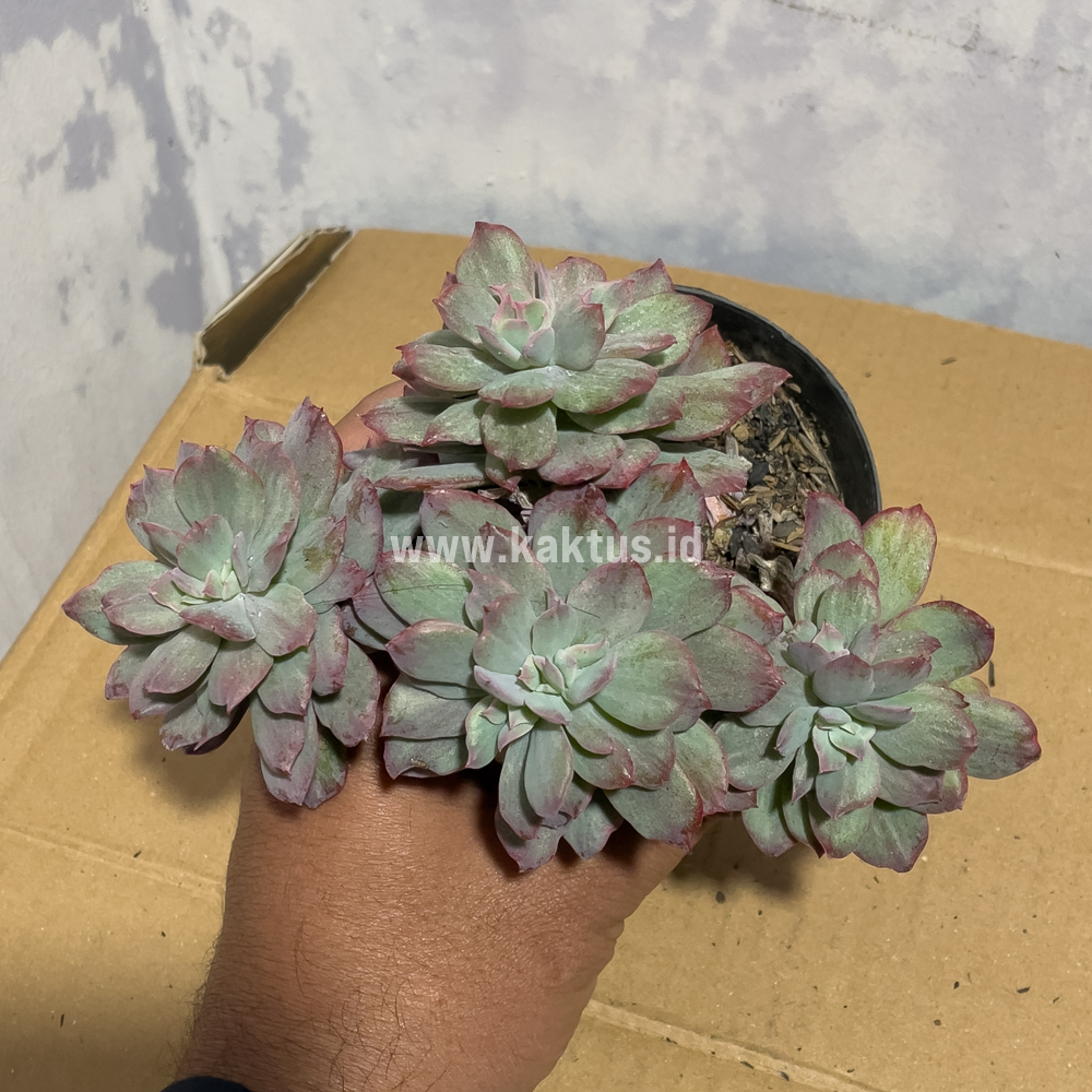 863. Echeveria Lemon Lime Mutation Cluster - Image 3