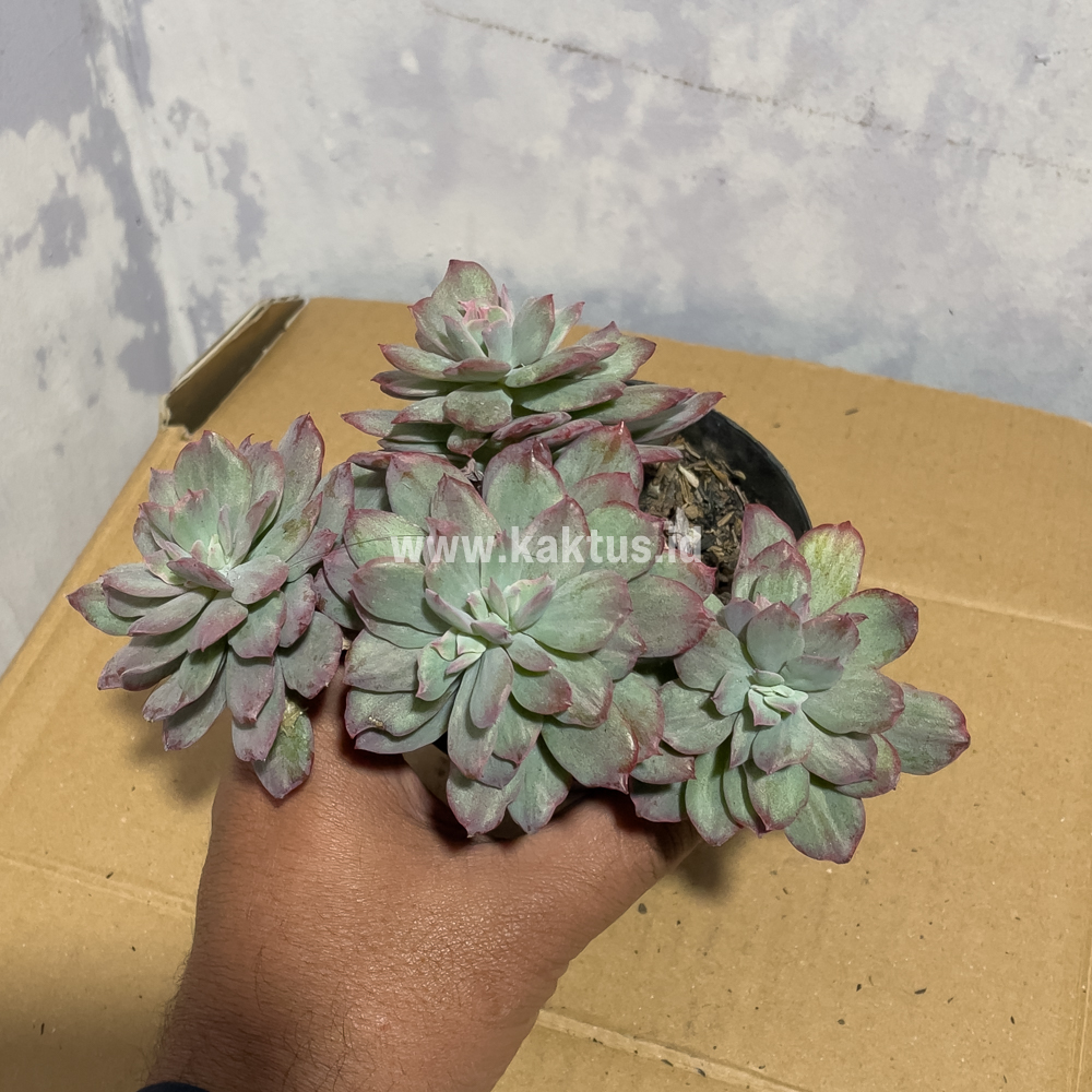 863. Echeveria Lemon Lime Mutation Cluster - Image 4
