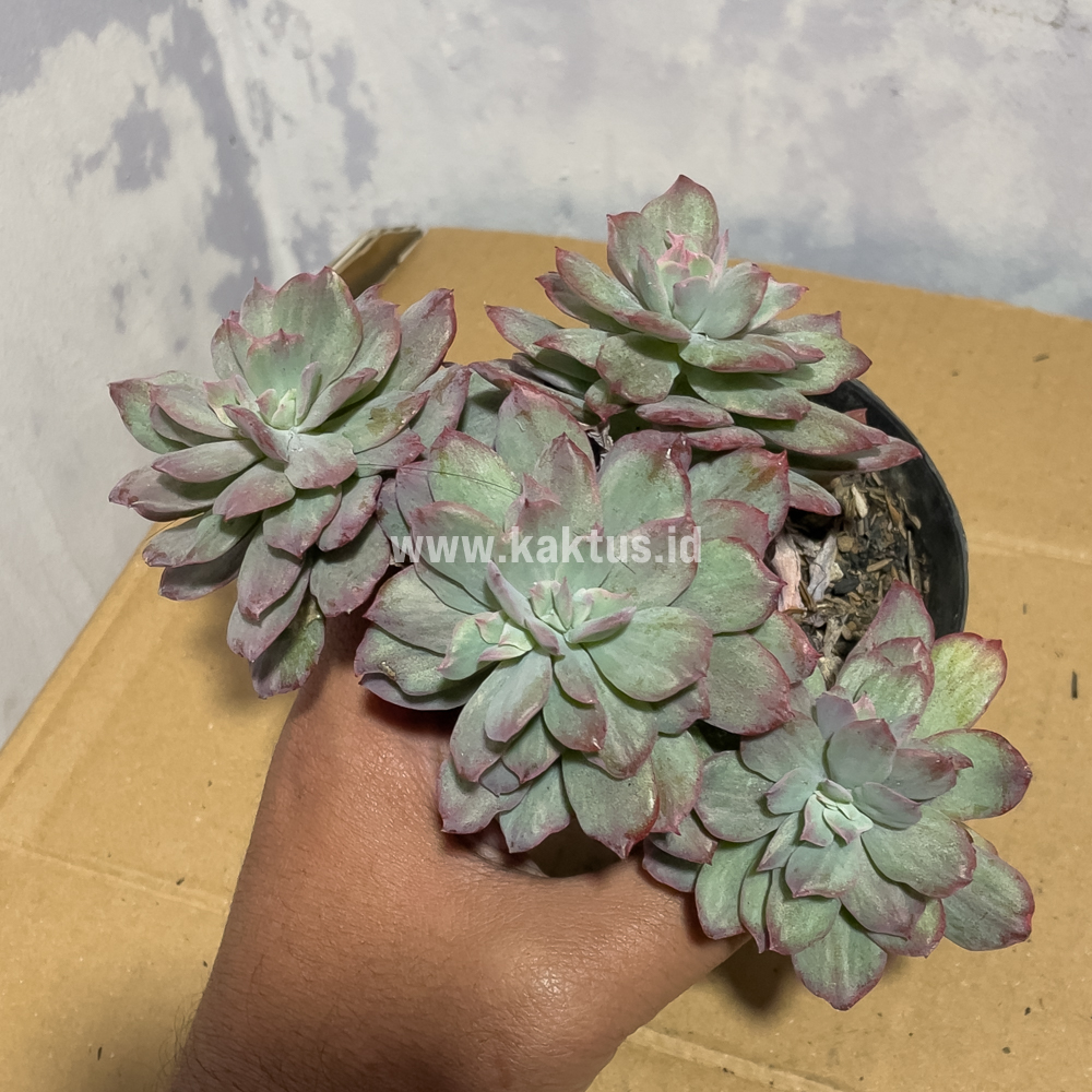 863. Echeveria Lemon Lime Mutation Cluster - Image 2
