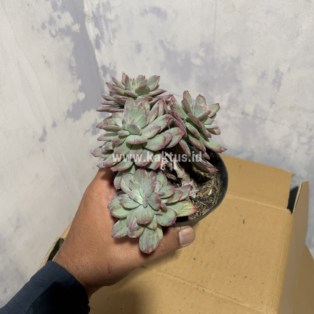 863. Echeveria Lemon Lime Mutation Cluster - Image 5