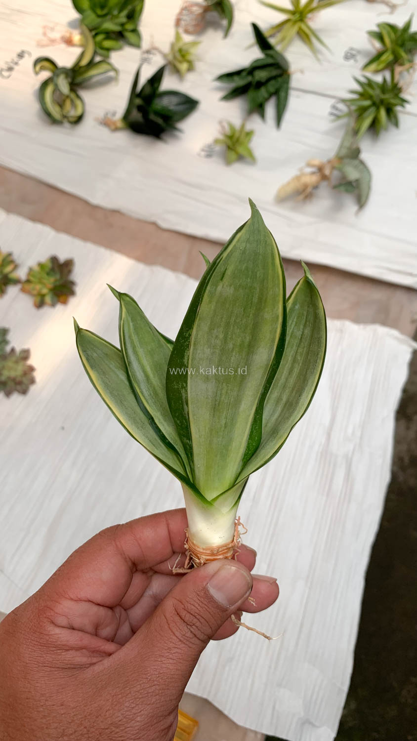 864. Sansevieria Silver Cross - Image 2