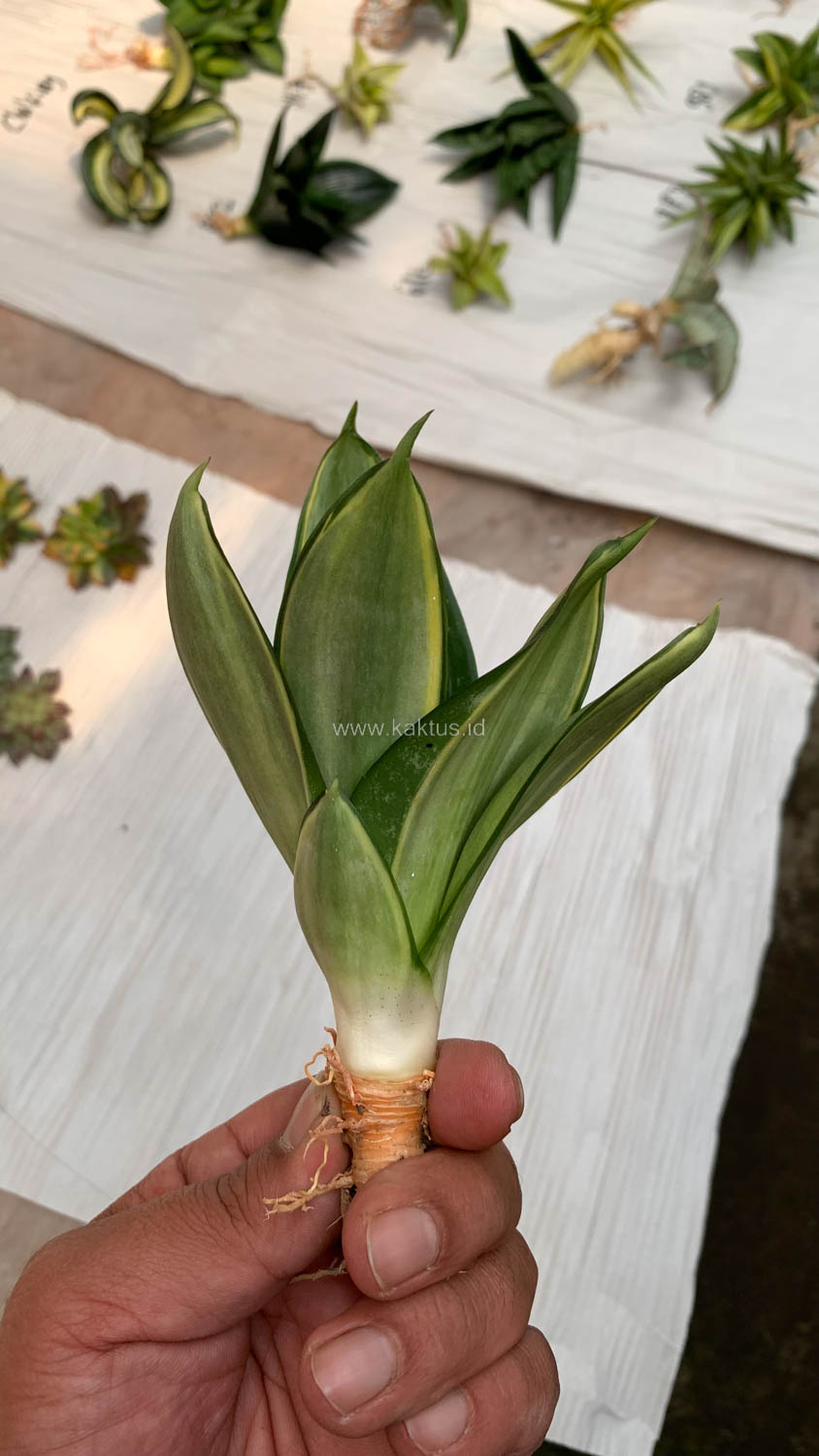 864. Sansevieria Silver Cross - Image 11