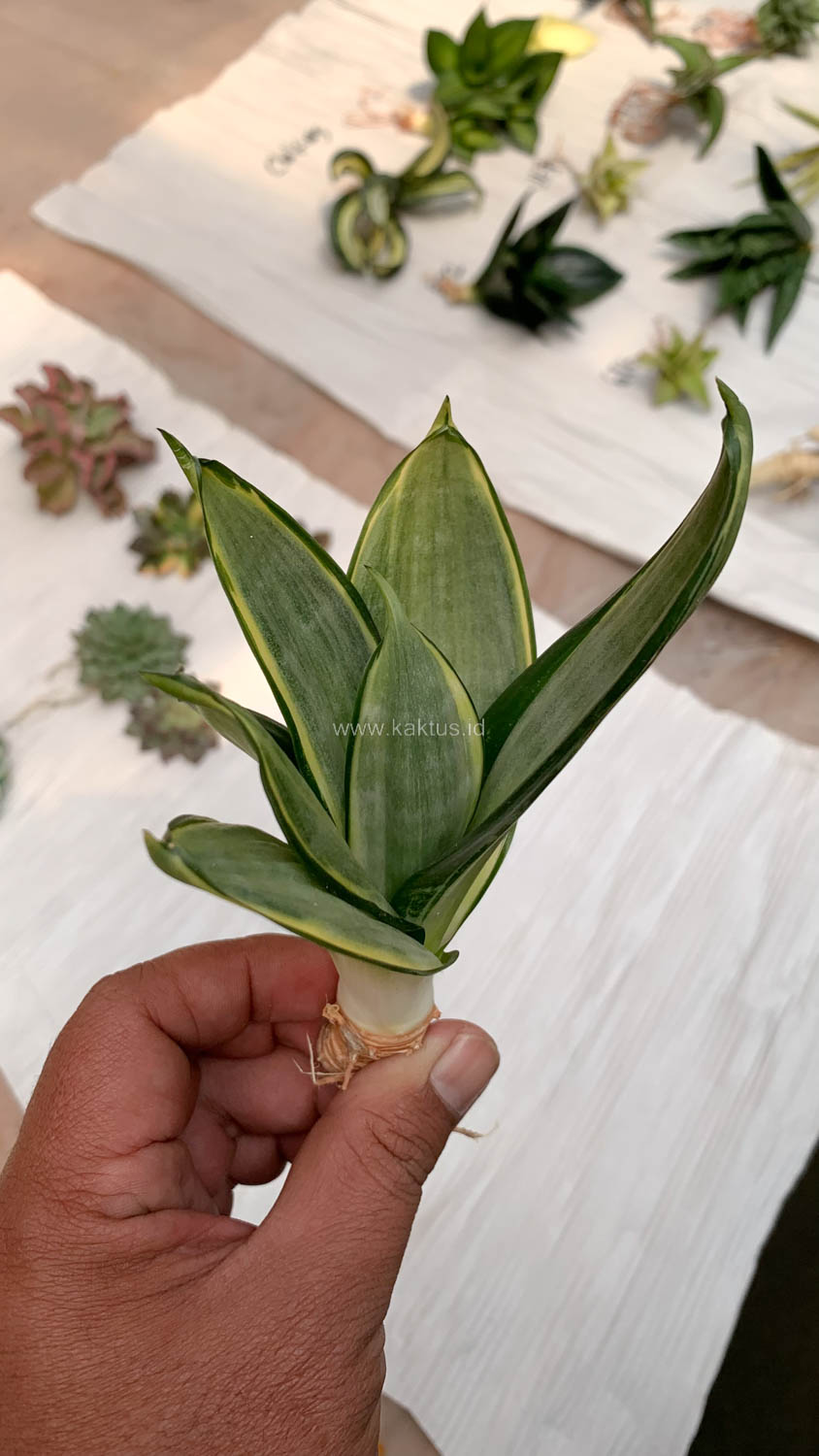 864. Sansevieria Silver Cross - Image 4