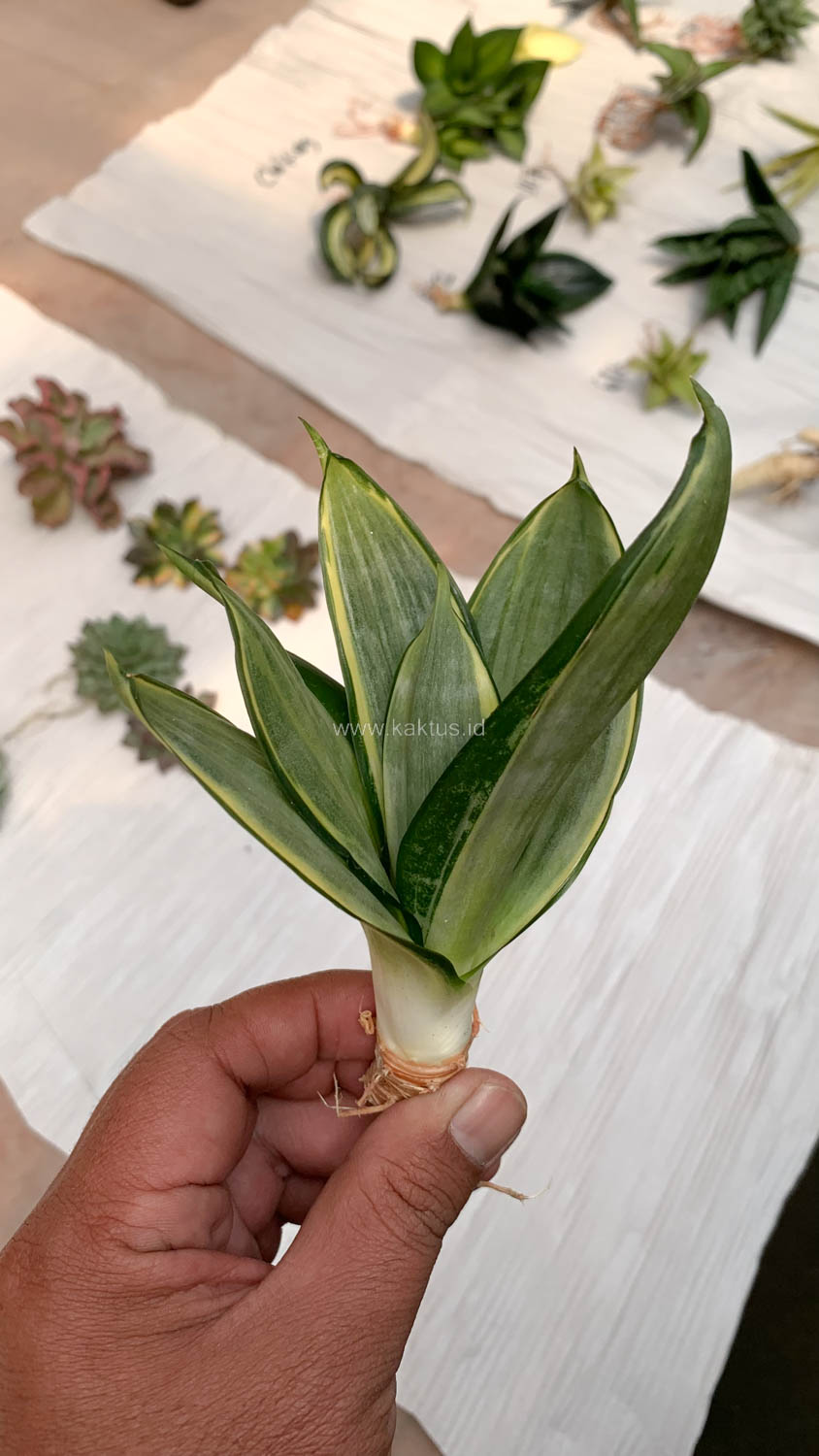 864. Sansevieria Silver Cross - Image 5