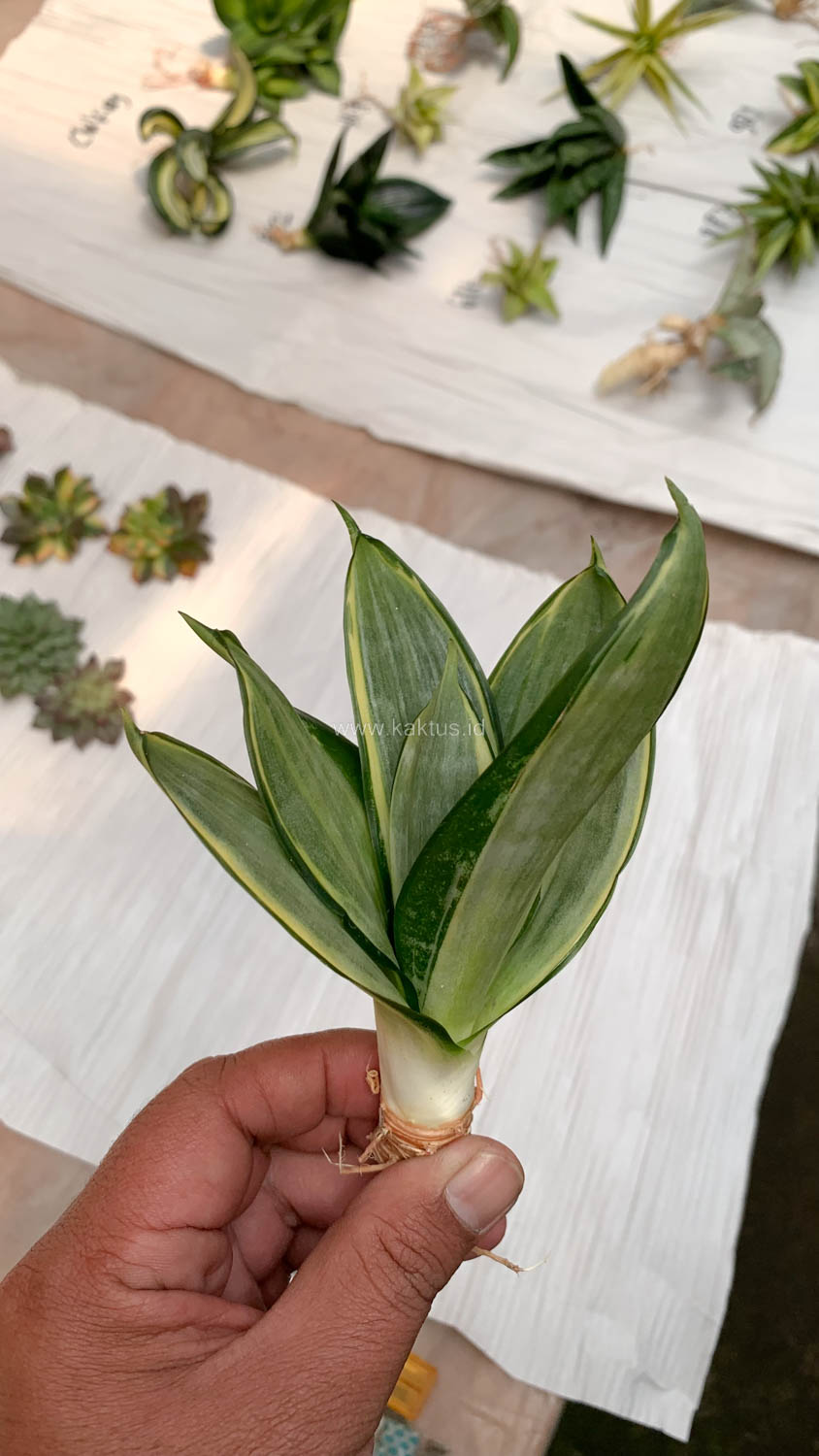 864. Sansevieria Silver Cross - Image 6