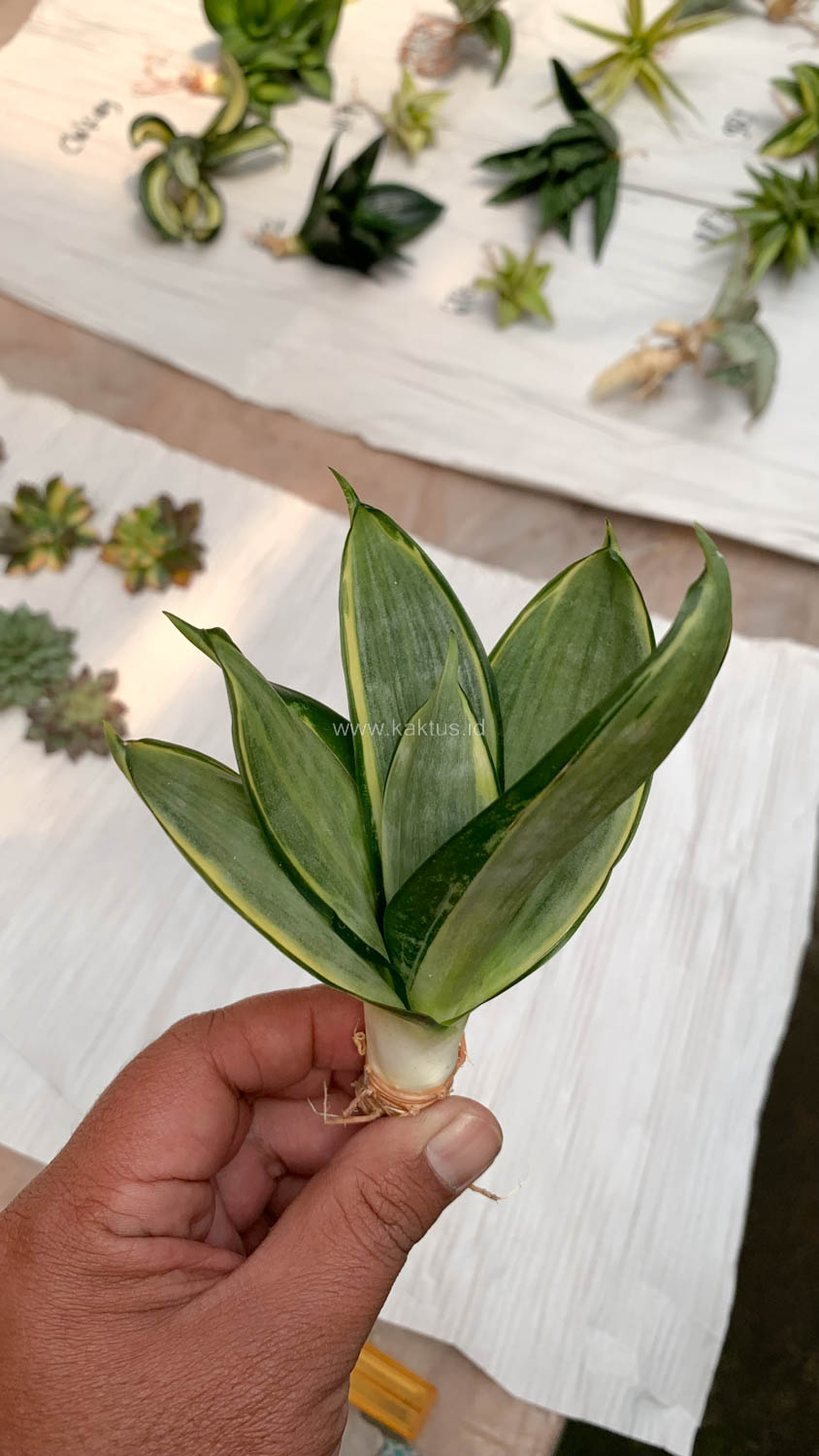 864. Sansevieria Silver Cross - Image 7