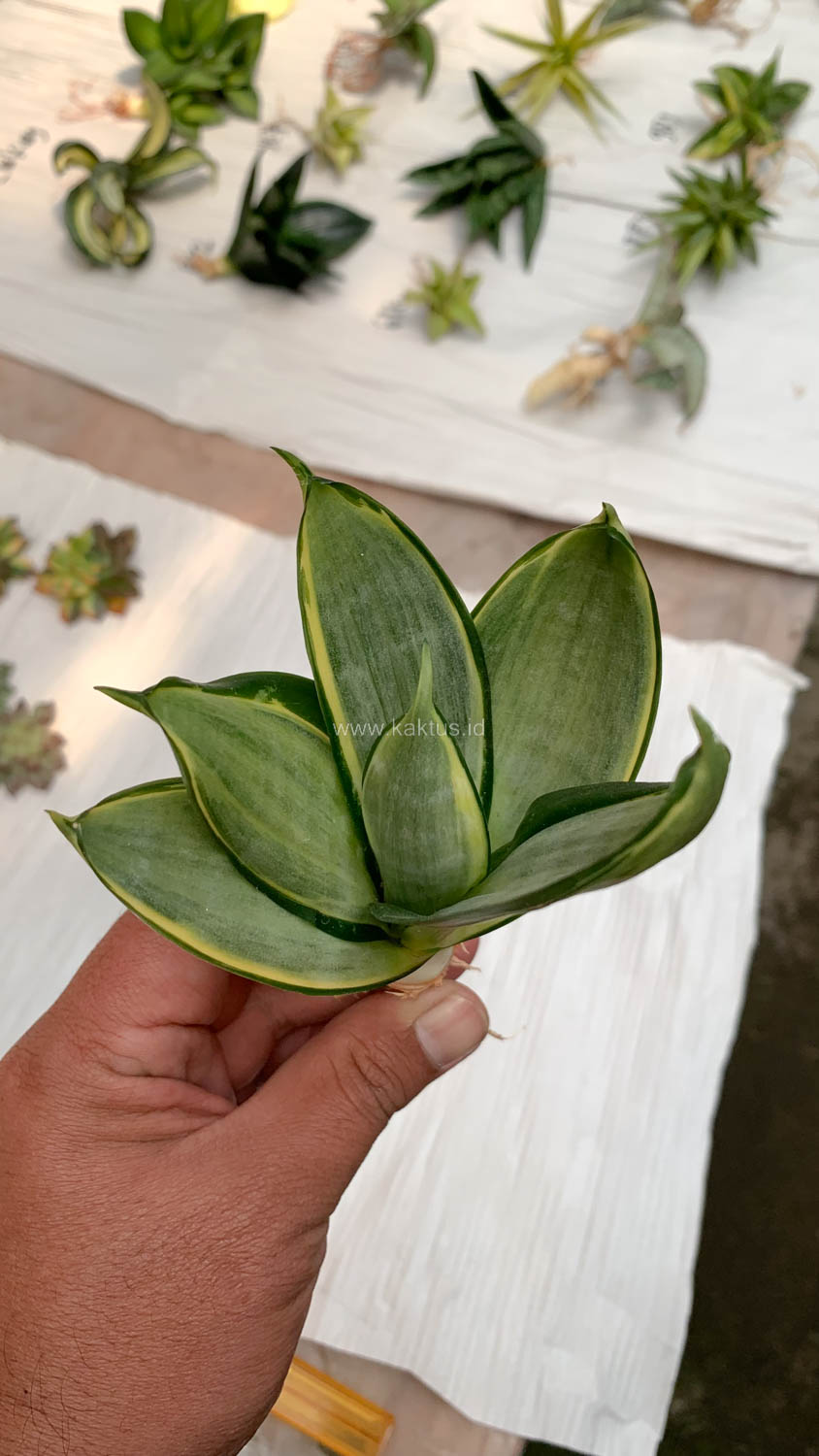 864. Sansevieria Silver Cross - Image 8