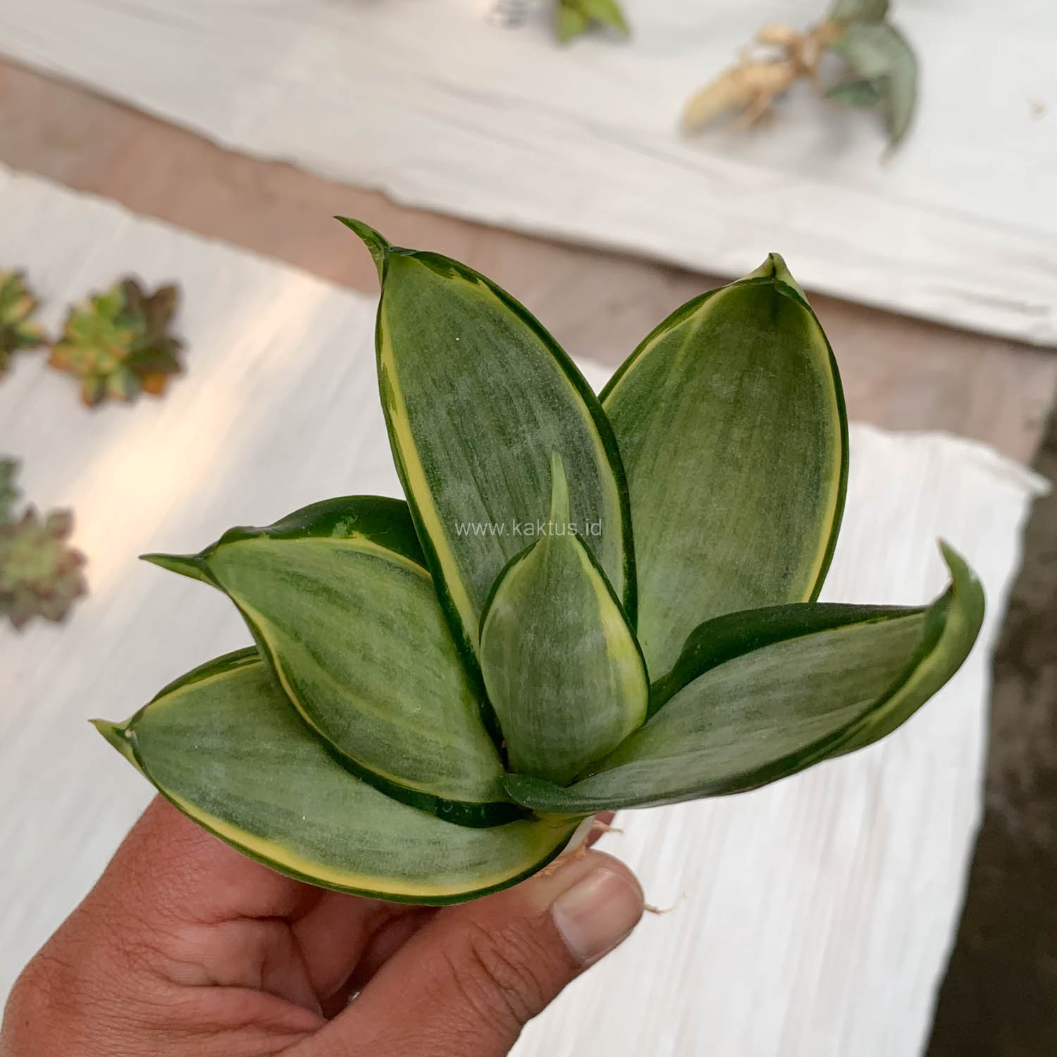 864. Sansevieria Silver Cross - Image 9