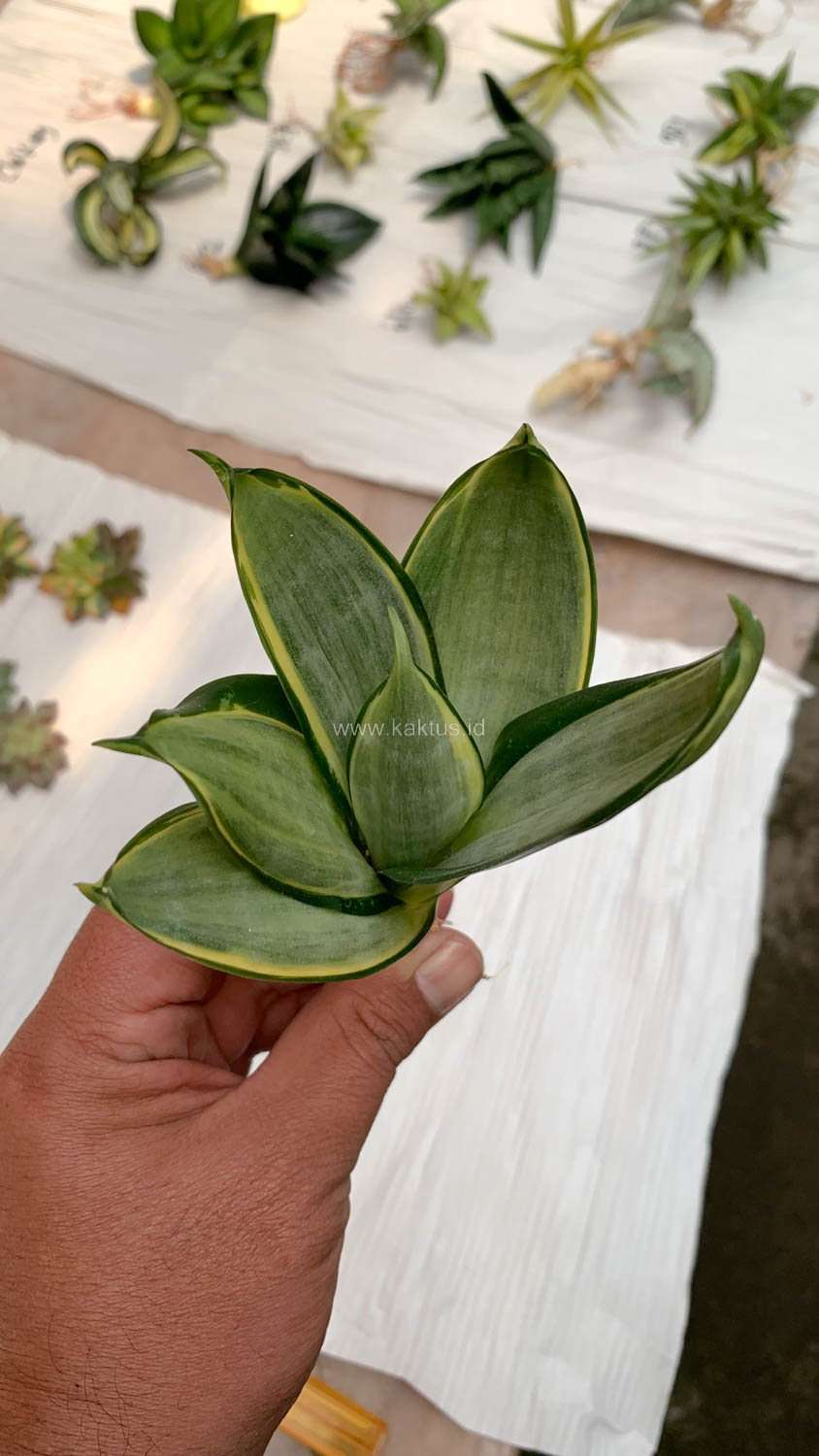 864. Sansevieria Silver Cross - Image 10