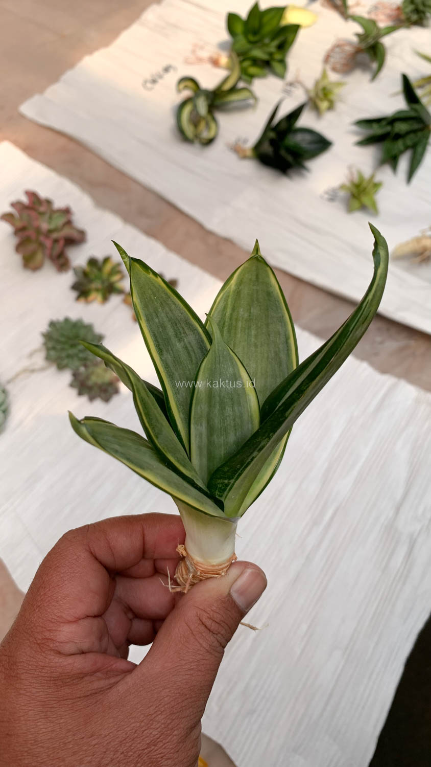 864. Sansevieria Silver Cross - Image 3