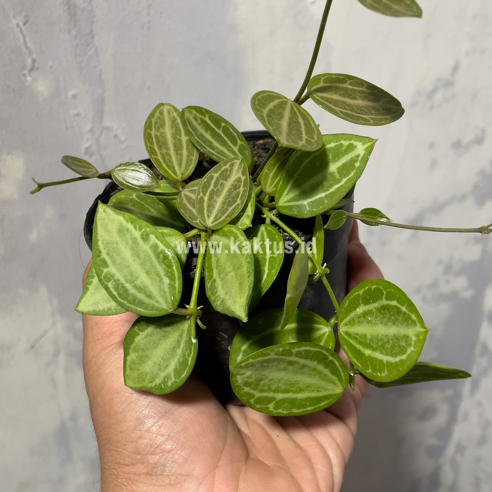 865. Dischidia Ovata Watermelon - Image 6