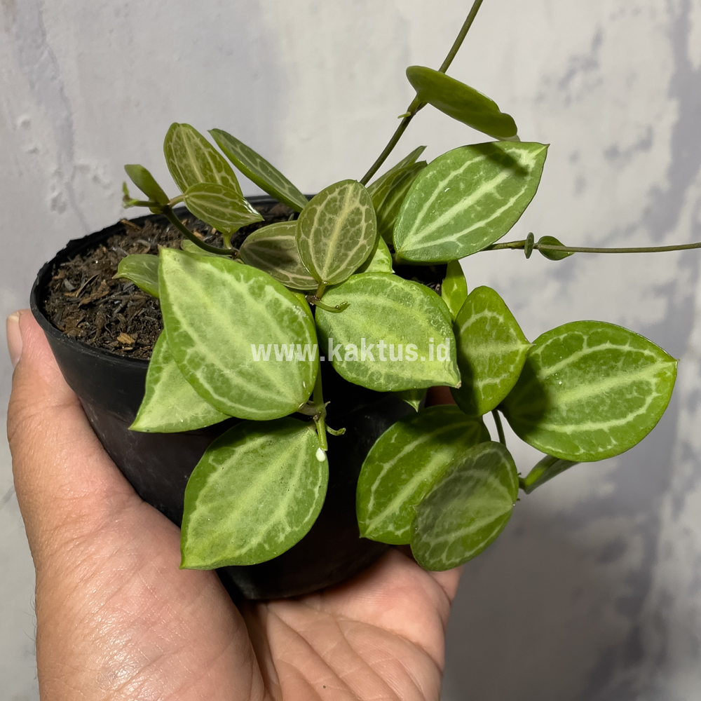 865. Dischidia Ovata Watermelon - Image 7