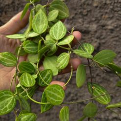 Alternative view of 865. Dischidia Ovata Watermelon