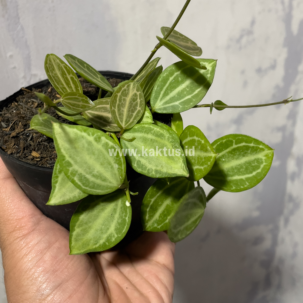 865. Dischidia Ovata Watermelon - Image 3