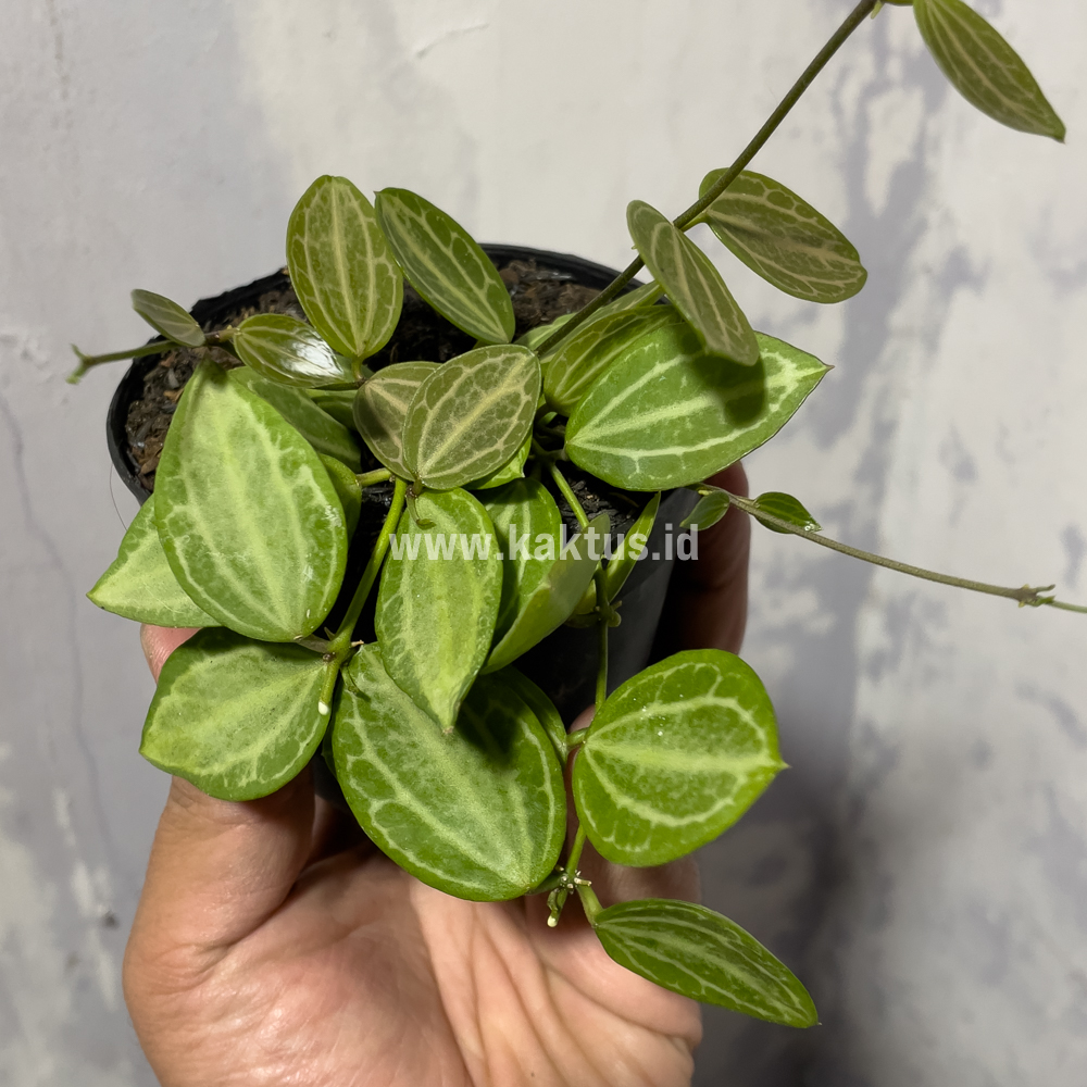 865. Dischidia Ovata Watermelon - Image 5