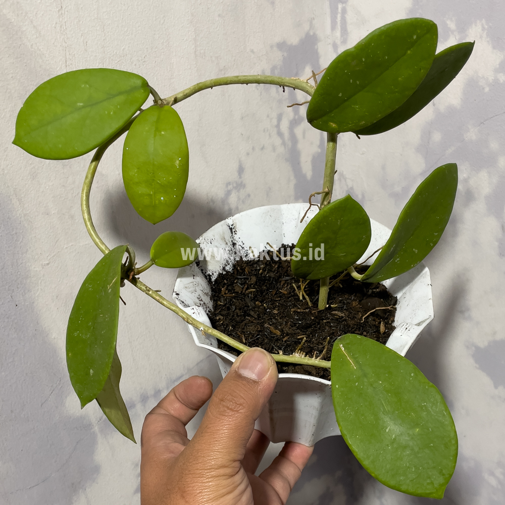 866. Hoya Green Carnosa - Image 4
