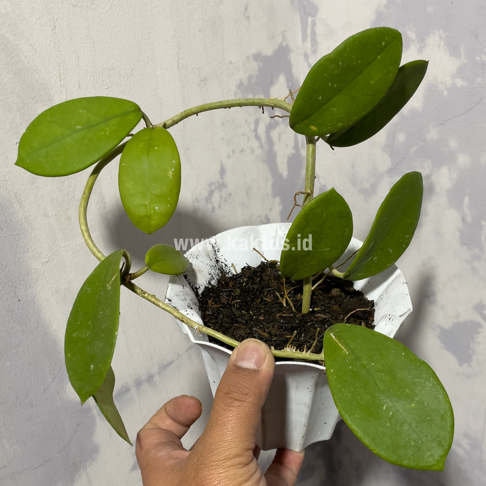 866. Hoya Green Carnosa - Image 5