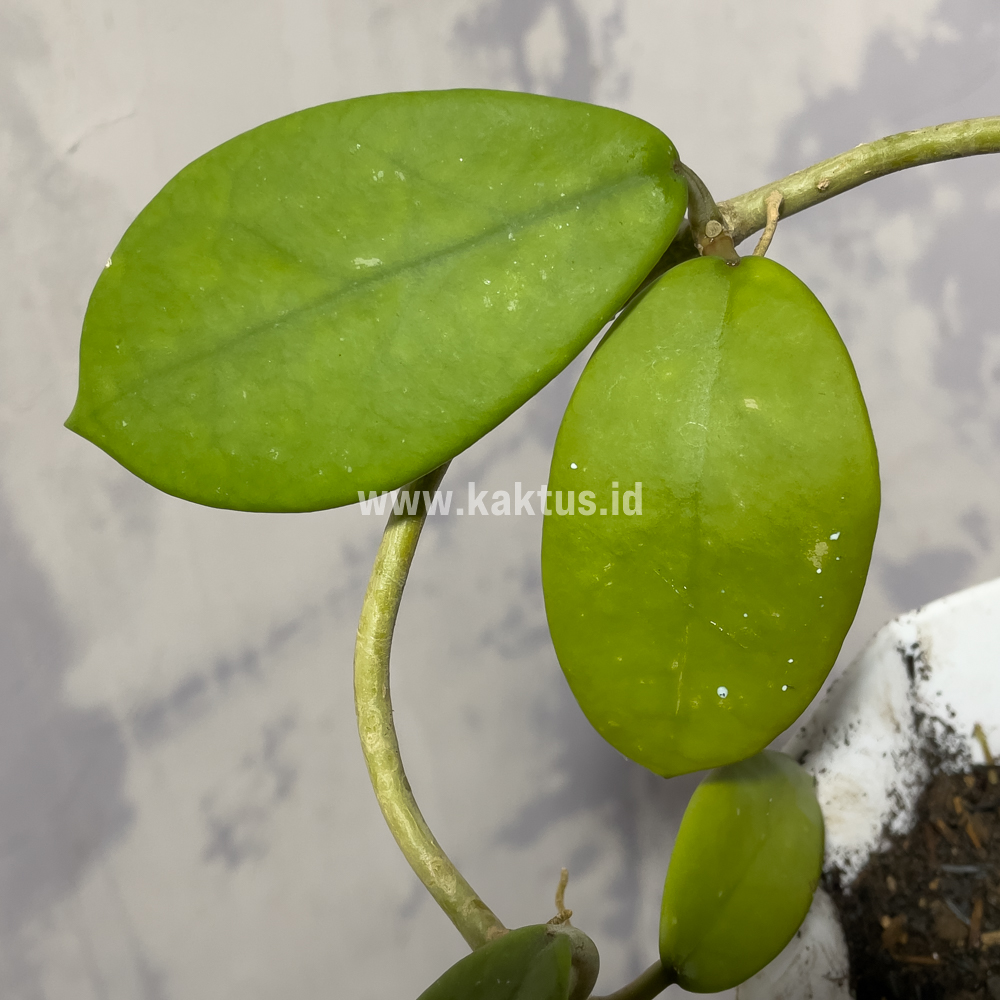 866. Hoya Green Carnosa - Image 6