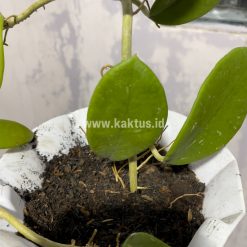 Alternative view of 866. Hoya Green Carnosa