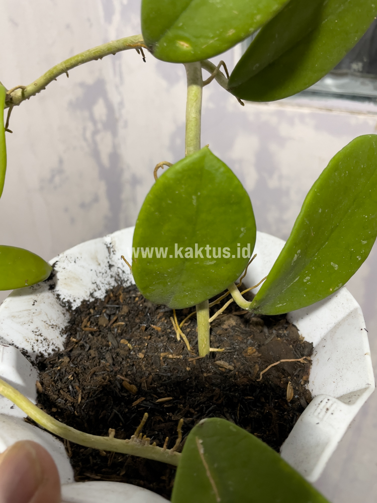 866. Hoya Green Carnosa - Image 2
