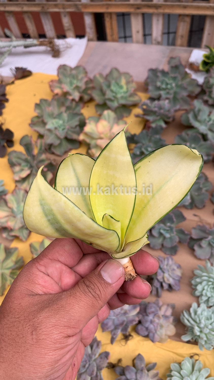 867. Sansevieria Futura Hendrika Golden Solid - Image 23