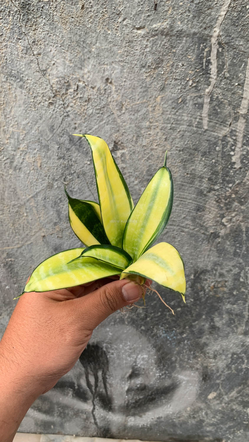 867. Sansevieria Futura Hendrika Golden Solid - Image 7