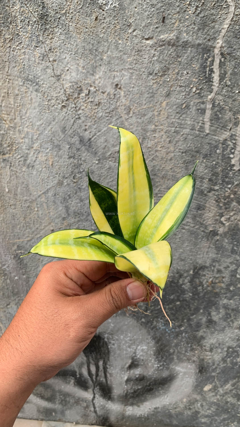 867. Sansevieria Futura Hendrika Golden Solid - Image 22