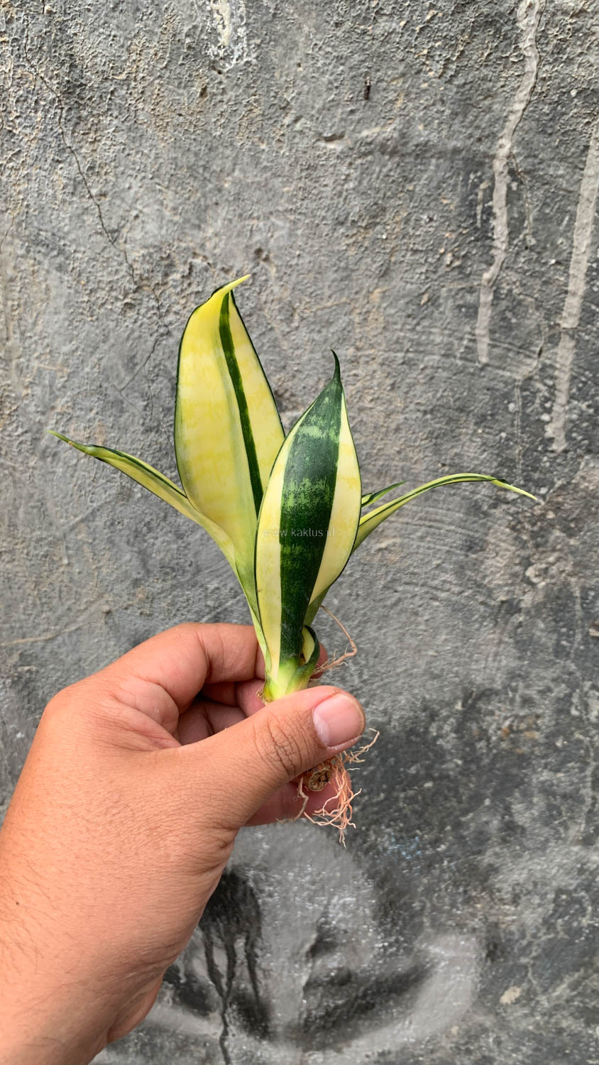 867. Sansevieria Futura Hendrika Golden Solid - Image 15