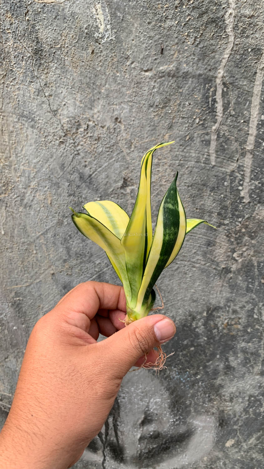 867. Sansevieria Futura Hendrika Golden Solid - Image 3