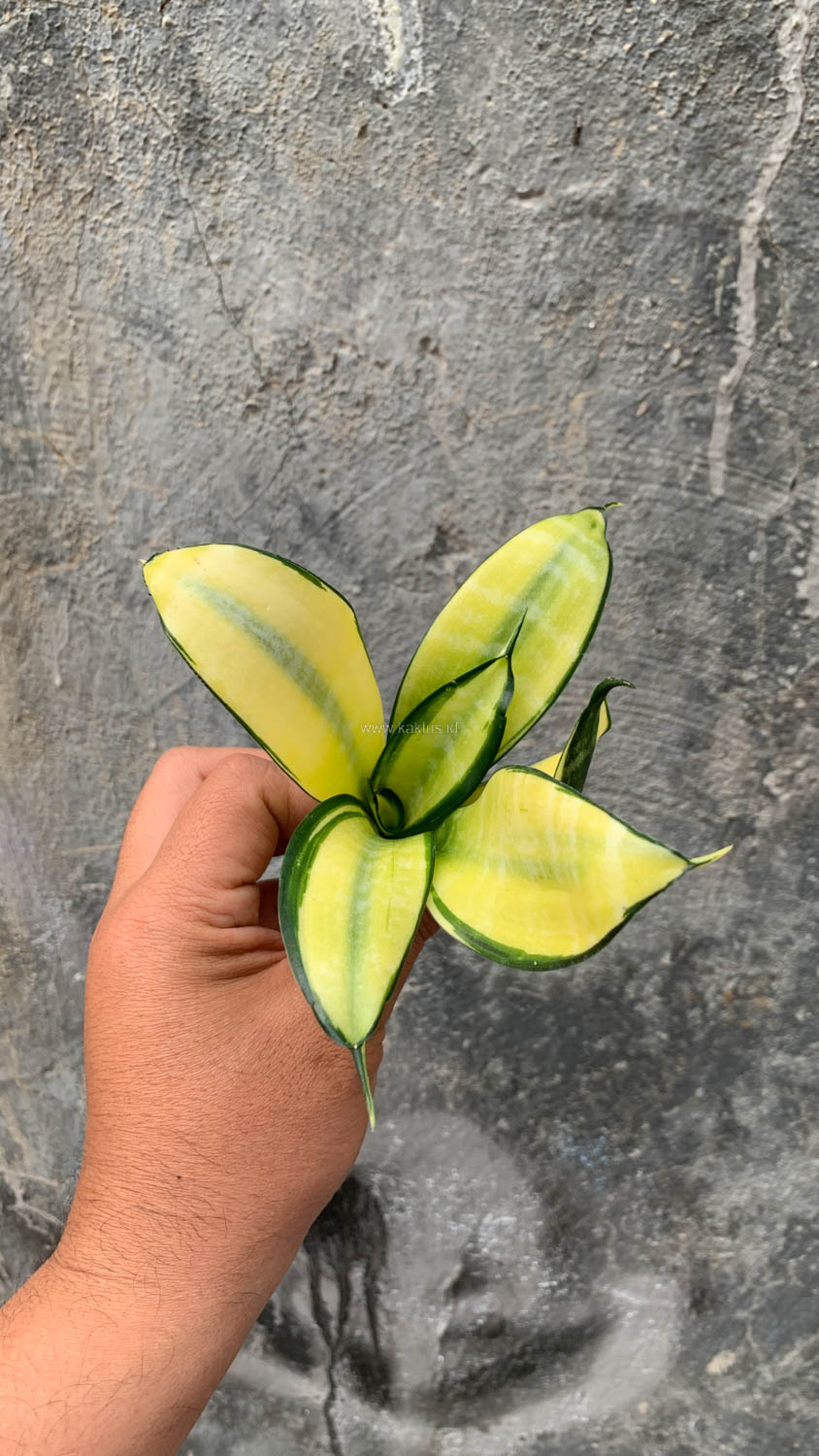867. Sansevieria Futura Hendrika Golden Solid - Image 17
