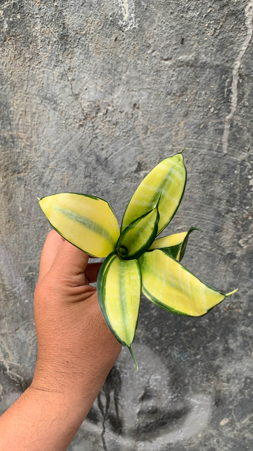 867. Sansevieria Futura Hendrika Golden Solid - Image 5