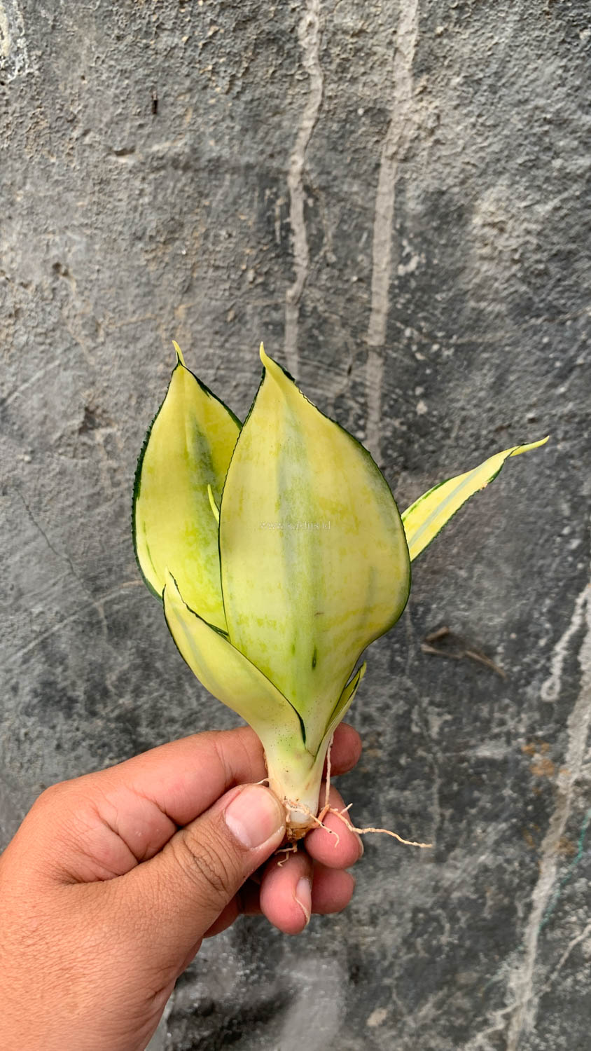 867. Sansevieria Futura Hendrika Golden Solid - Image 21