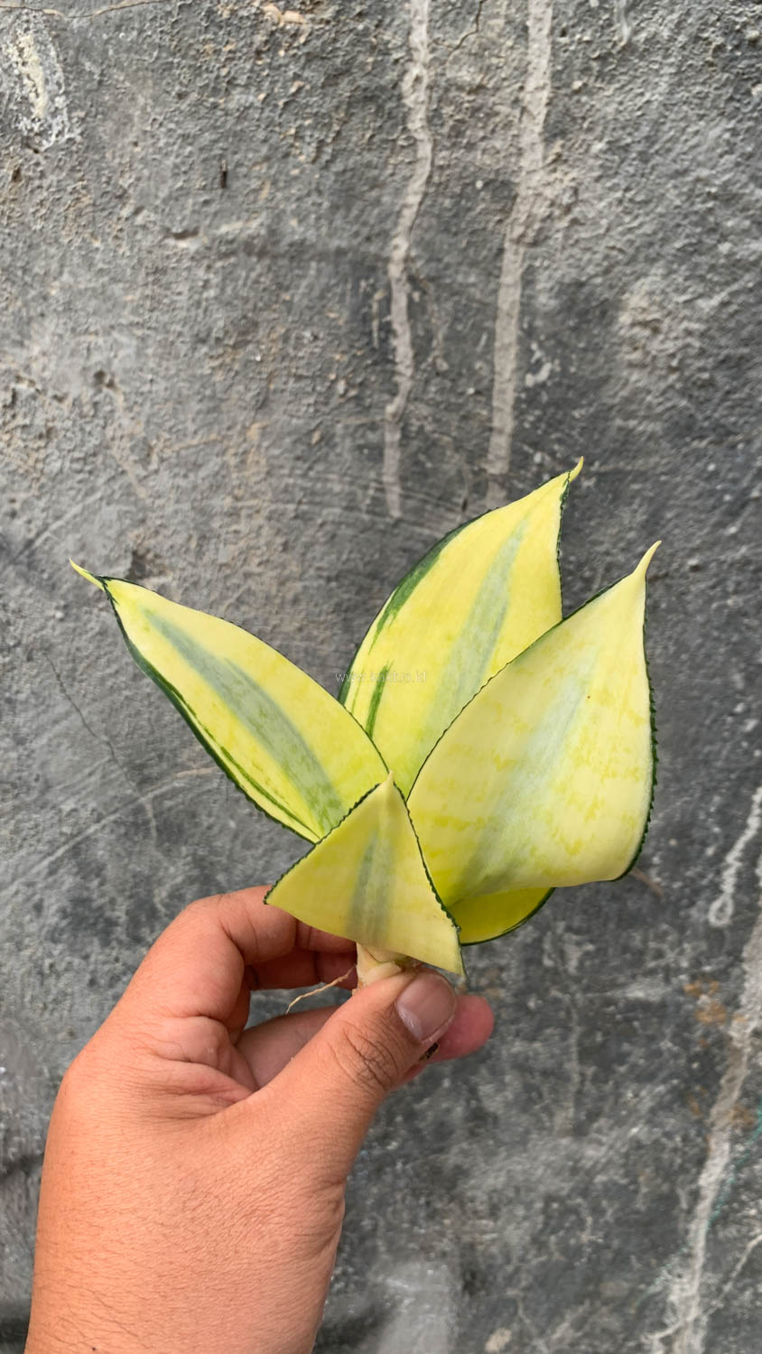 867. Sansevieria Futura Hendrika Golden Solid - Image 8