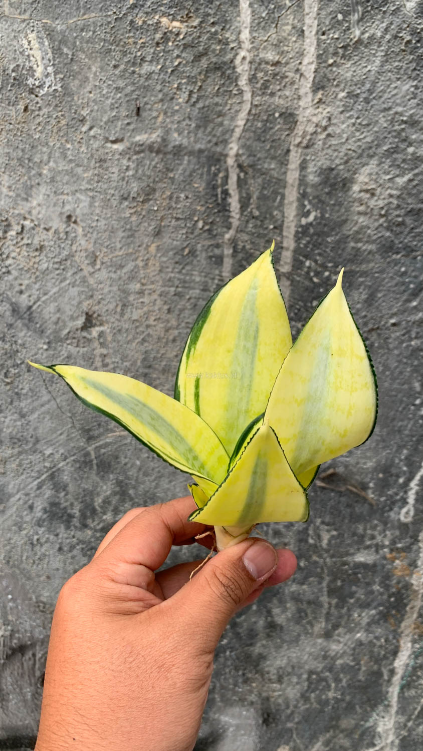 867. Sansevieria Futura Hendrika Golden Solid - Image 16