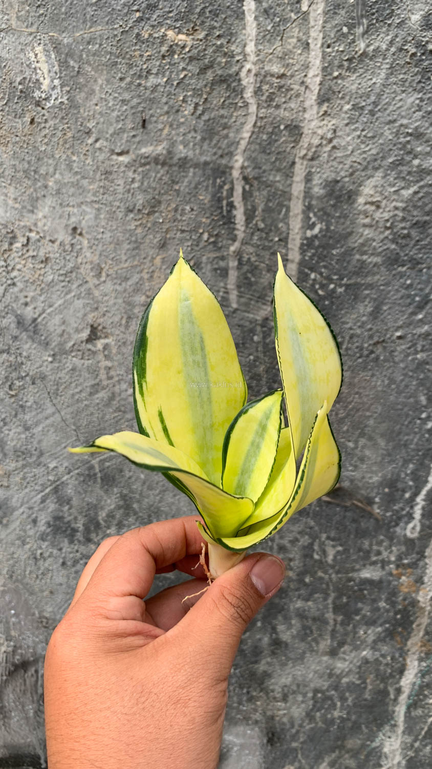 867. Sansevieria Futura Hendrika Golden Solid - Image 11