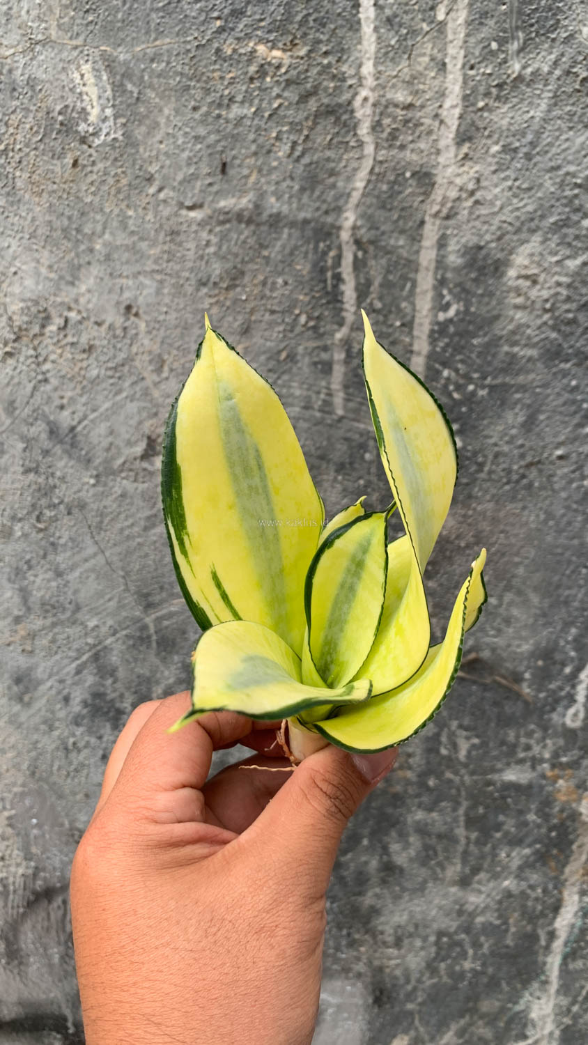 867. Sansevieria Futura Hendrika Golden Solid - Image 19