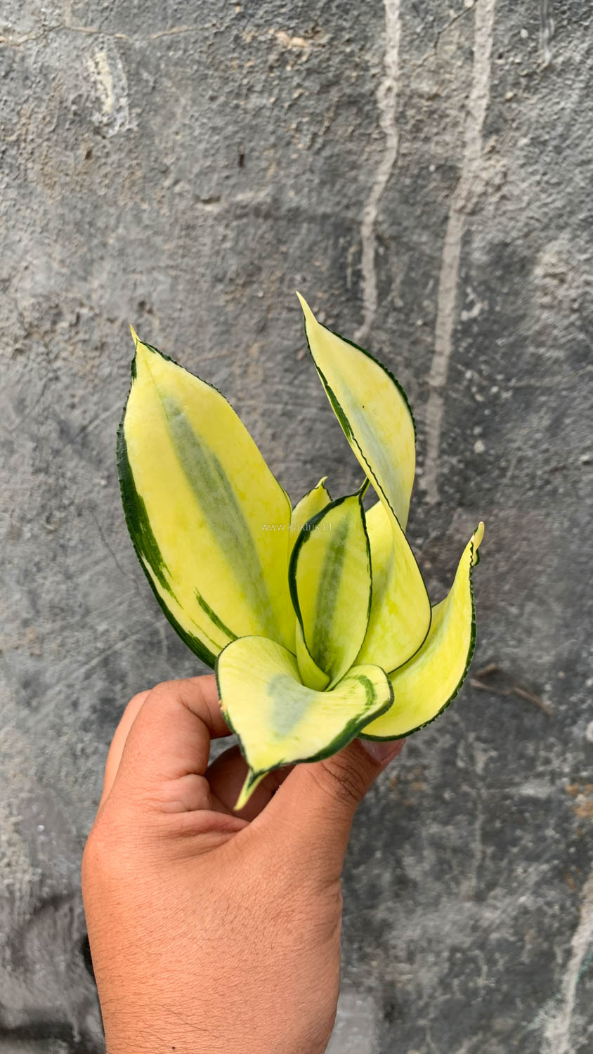 867. Sansevieria Futura Hendrika Golden Solid - Image 24