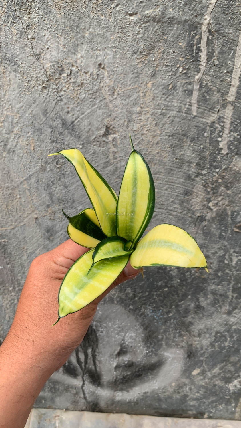 867. Sansevieria Futura Hendrika Golden Solid - Image 9
