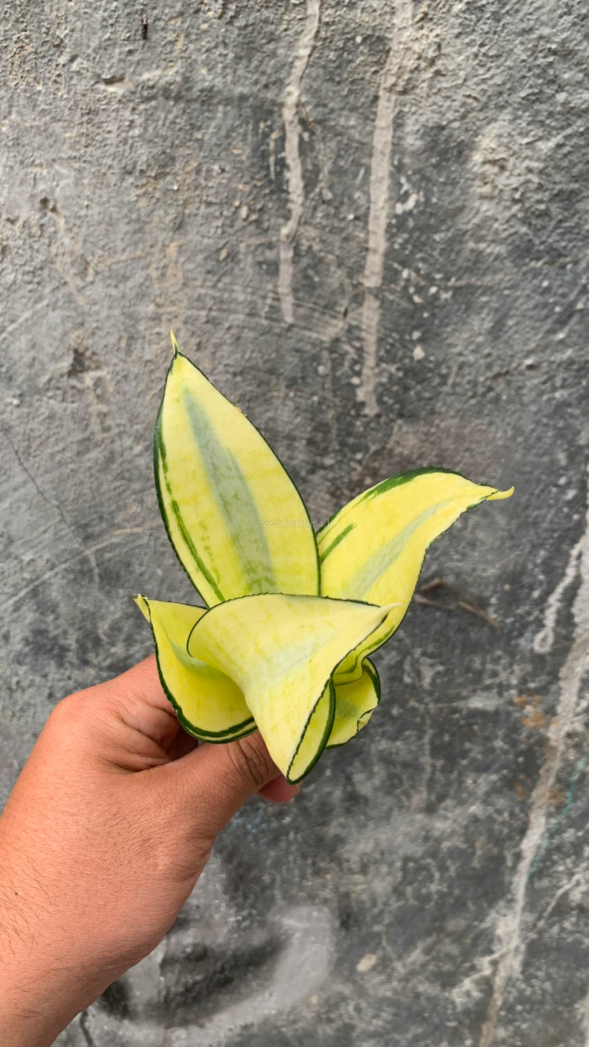 867. Sansevieria Futura Hendrika Golden Solid - Image 4