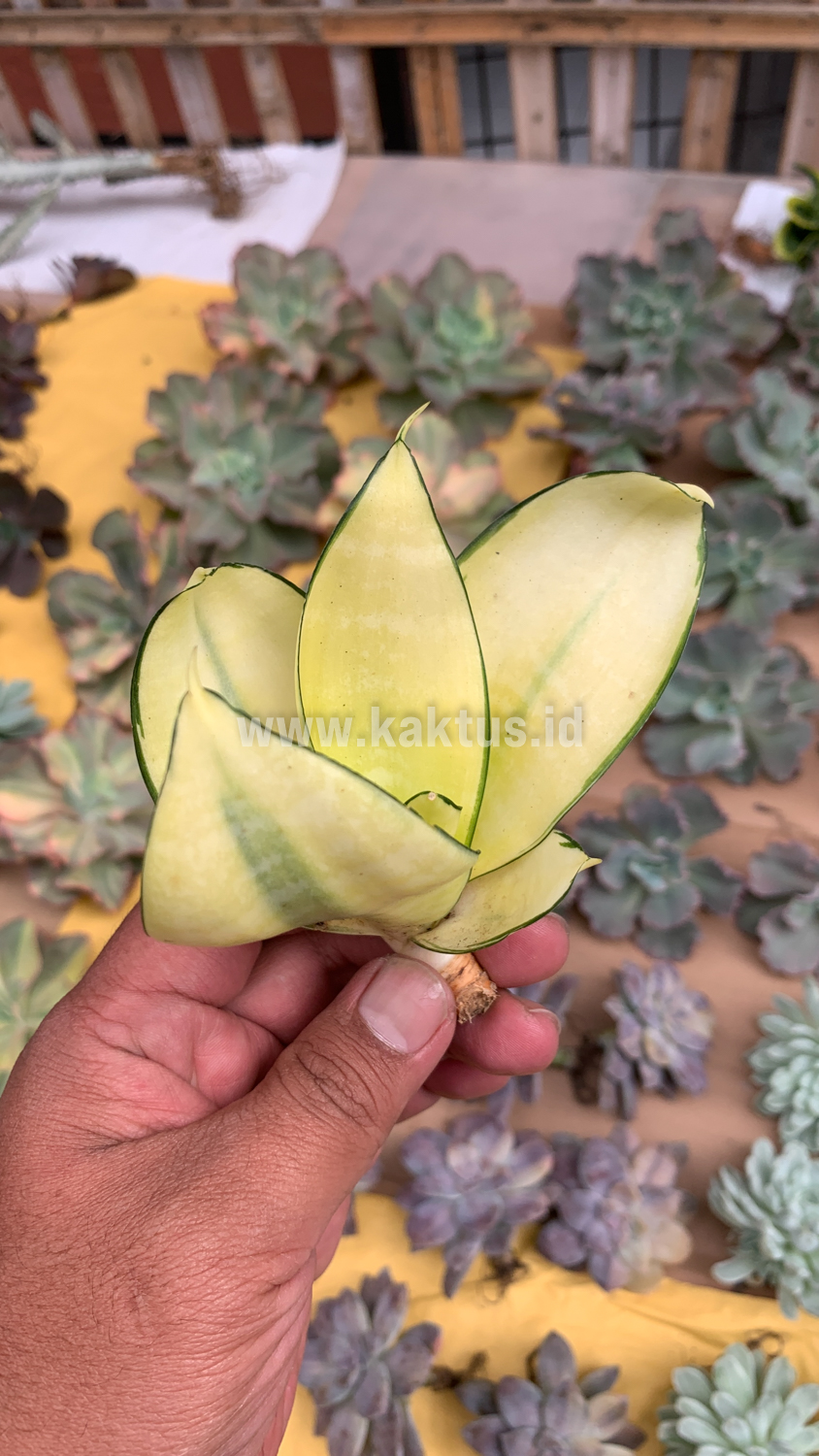 867. Sansevieria Futura Hendrika Golden Solid - Image 20