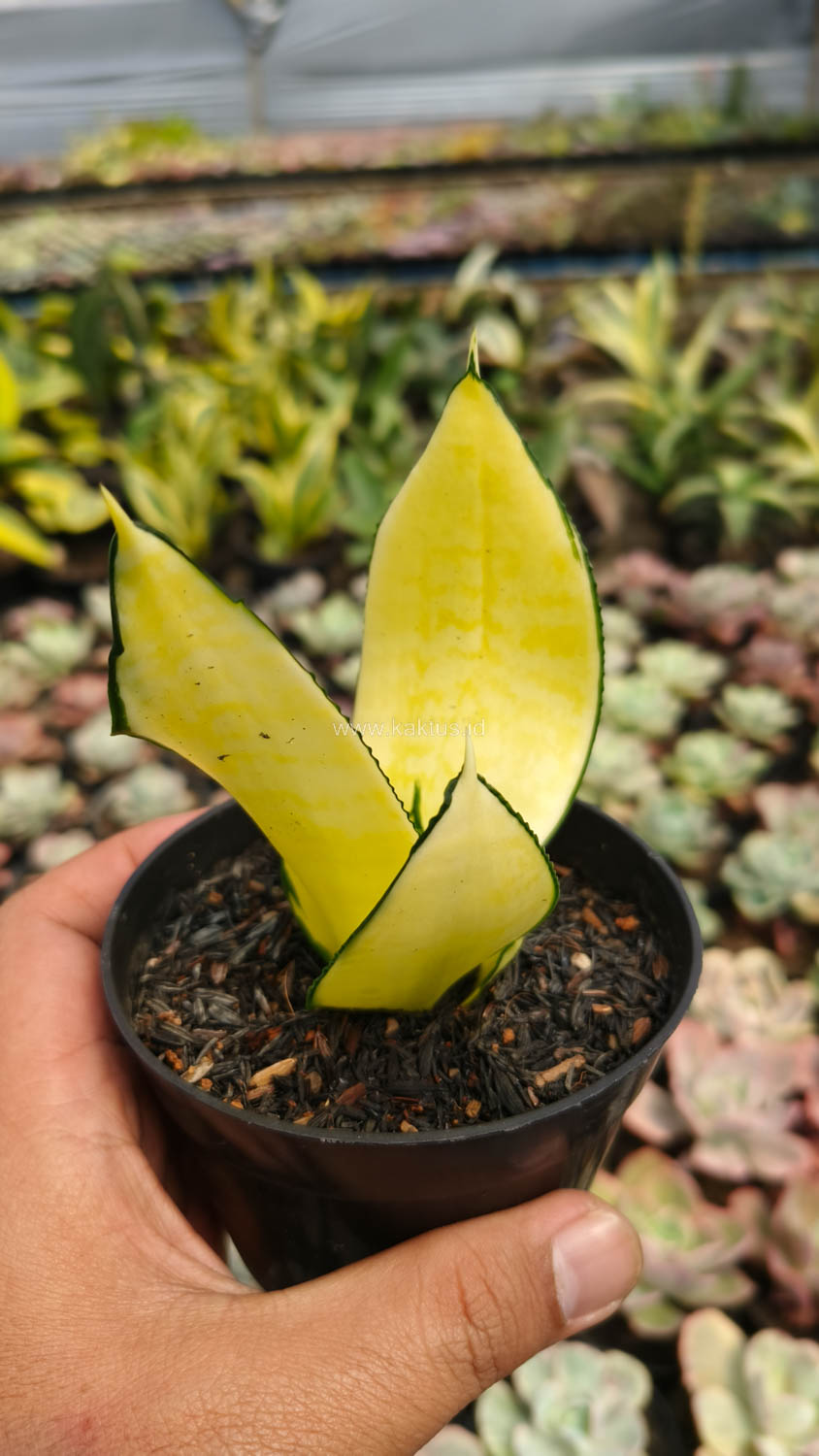 867. Sansevieria Futura Hendrika Golden Solid - Image 13