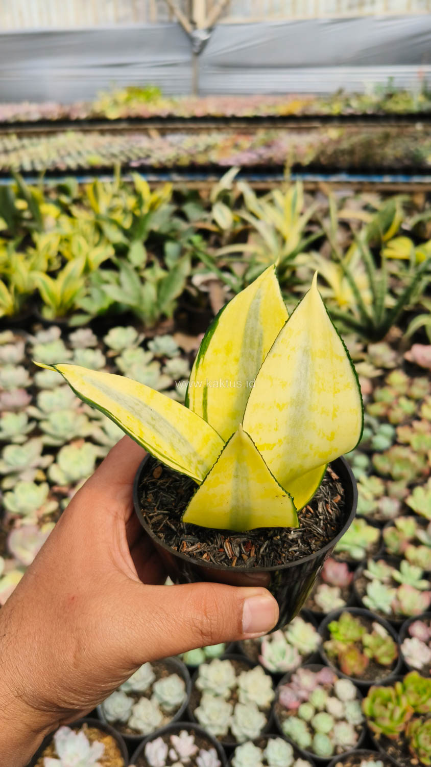 867. Sansevieria Futura Hendrika Golden Solid - Image 10